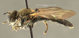 Image de <i>Dioctria propinqua</i>