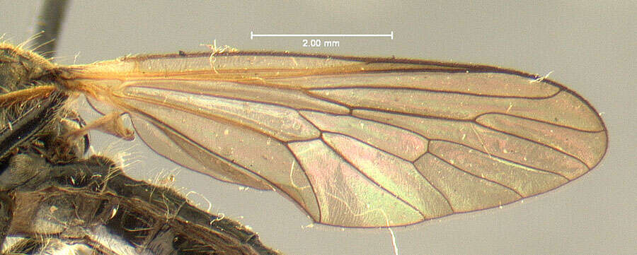 Image de <i>Dioctria propinqua</i>