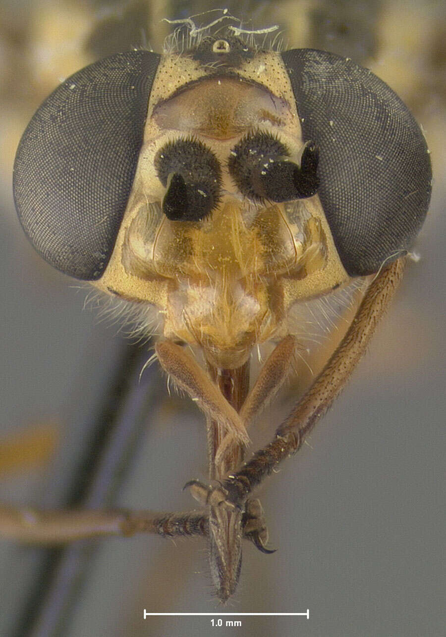 Image of Chrysops zayasi Bequaert 1946