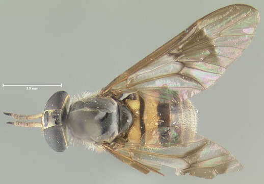 Image of Chrysops renjifoi Bequaert 1946