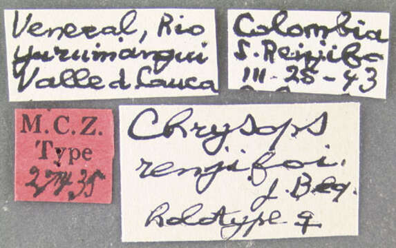 Image of Chrysops renjifoi Bequaert 1946