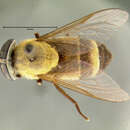 صورة <i>Tabanus itzarum</i>