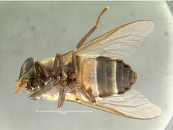 صورة <i>Tabanus itzarum</i>