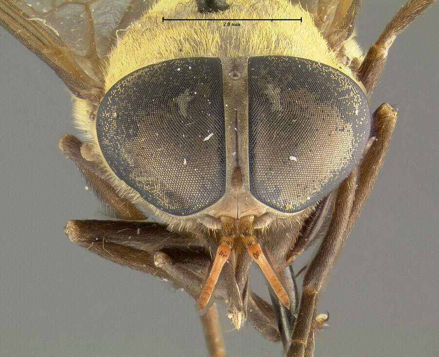 صورة <i>Tabanus itzarum</i>