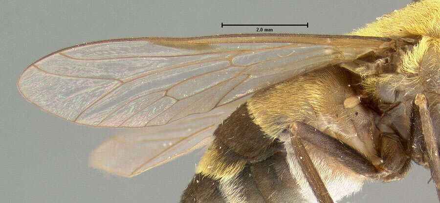 صورة <i>Tabanus itzarum</i>