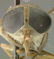 صورة Tabanus praeteritus Fairchild 1947