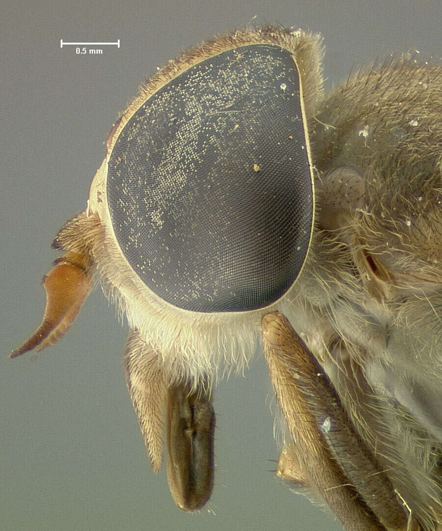 صورة Tabanus praeteritus Fairchild 1947