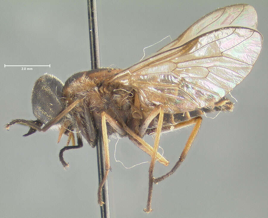 Image of Cydistomyia albidosegmentata (Schuurmans Stekhoven 1926)