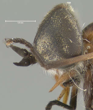 Image of Cydistomyia albidosegmentata (Schuurmans Stekhoven 1926)