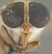 Plancia ëd Cydistomyia inopinata Oldroyd 1949