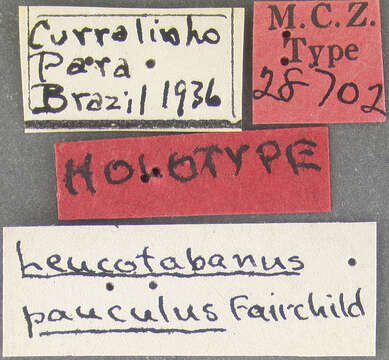 Image of Leucotabanus pauculus Fairchild 1951