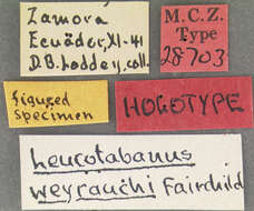 Imagem de Leucotabanus weyrauchi Fairchild 1951