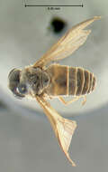 Image of Cydistomyia frontalis Philip 1959