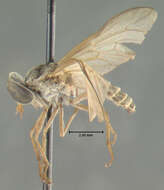 Image of Cydistomyia frontalis Philip 1959