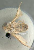 Image of Cydistomyia frontalis Philip 1959