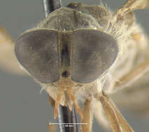 Image of Cydistomyia frontalis Philip 1959