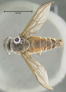 Image of Cydistomyia abava Philip 1959