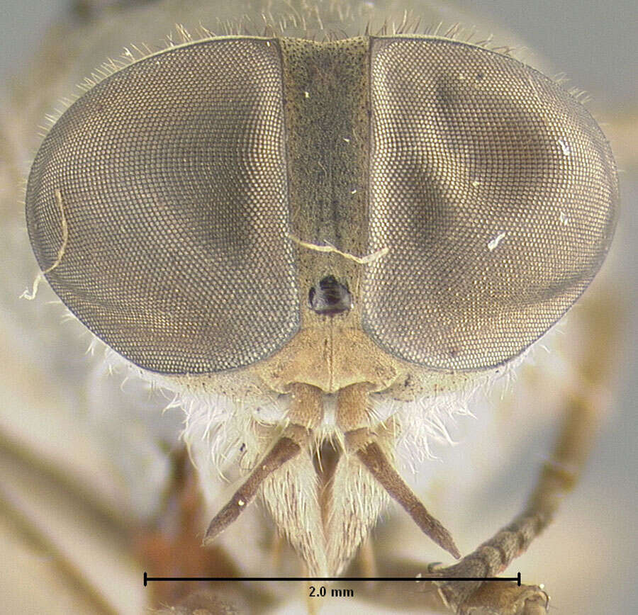 Plancia ëd Cydistomyia abava Philip 1959