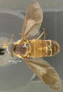 Image of Dichelacera nubiapex Fairchild & Philip 1960