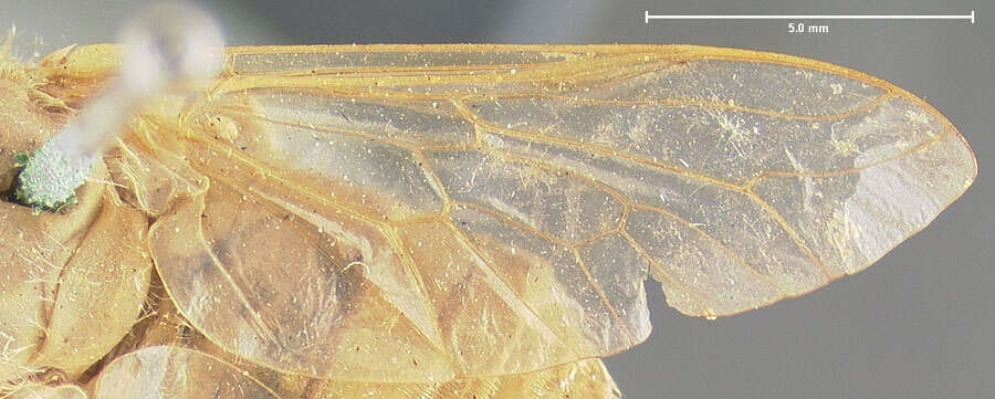 Plancia ëd Chlorotabanus ochreus Philip & Fairchild 1956