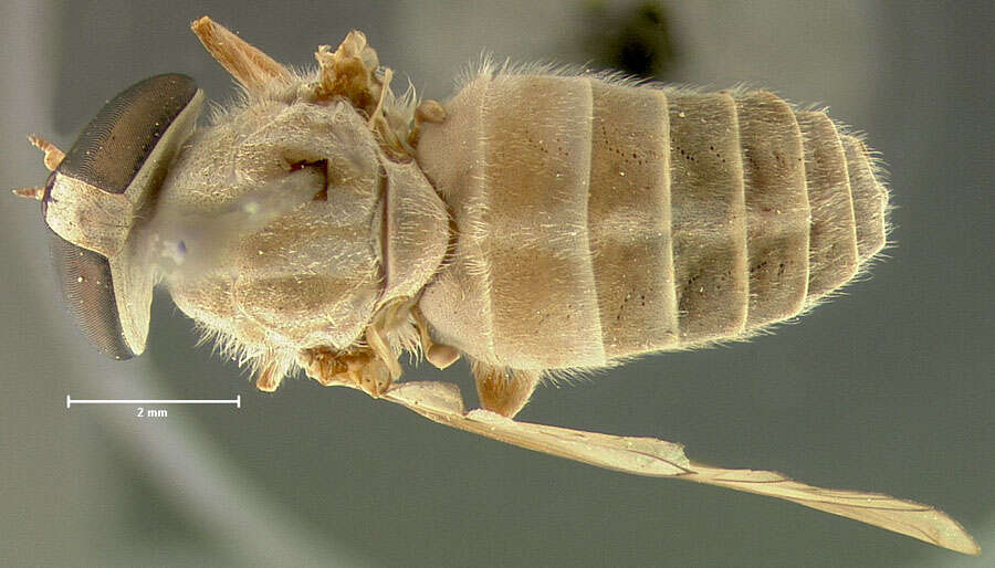 Image of Stenotabanus changuinolae Fairchild 1942