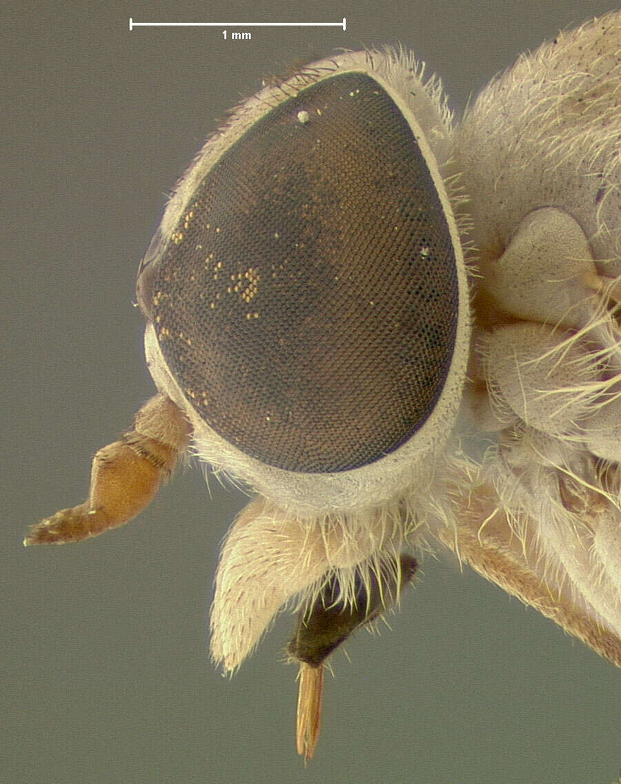 Image of Stenotabanus changuinolae Fairchild 1942