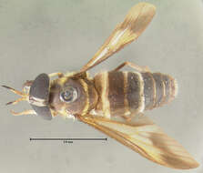 Image of Dichelacera pulchroides Fairchild & Philip 1960