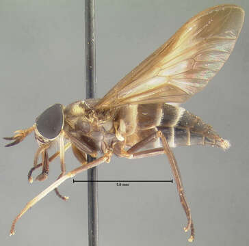 Image of Dichelacera pulchroides Fairchild & Philip 1960