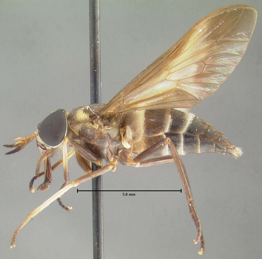 Image of Dichelacera pulchroides Fairchild & Philip 1960