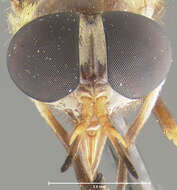 Image of Dichelacera pulchroides Fairchild & Philip 1960