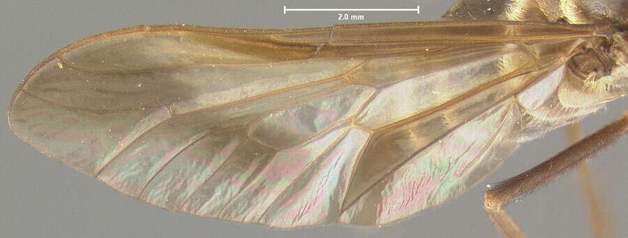 Image of Dichelacera pulchroides Fairchild & Philip 1960