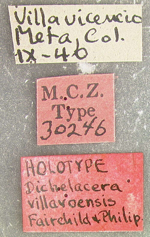 Image of Dichelacera villavoensis Fairchild & Philip 1960