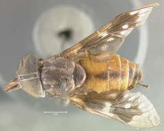 Image of Dicladocera mutata Fairchild 1958