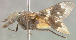 Image of Dicladocera mutata Fairchild 1958