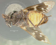 Image of Dicladocera mutata Fairchild 1958