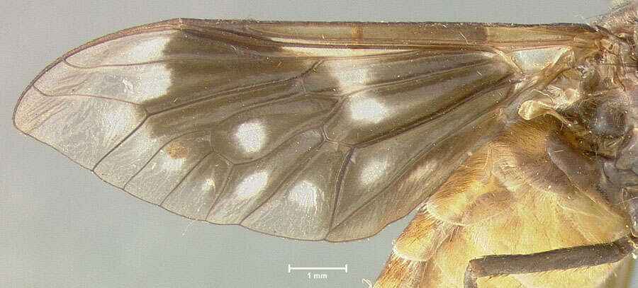 Image of Dicladocera mutata Fairchild 1958