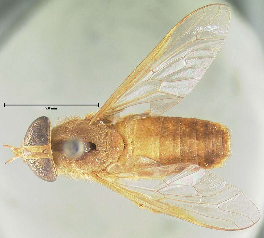 Image of <i>Stenotabanus insolens</i>