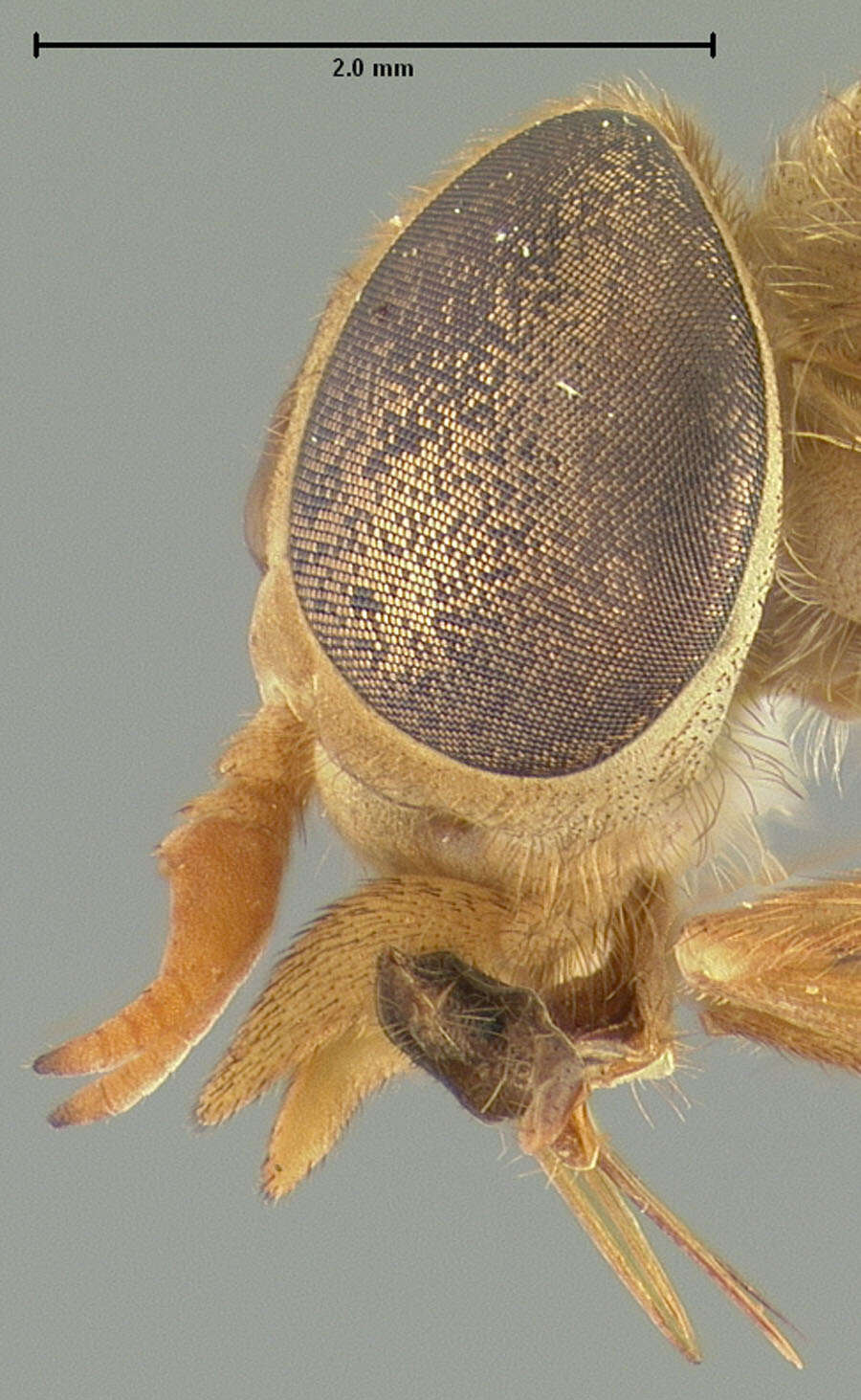 Image of <i>Stenotabanus insolens</i>