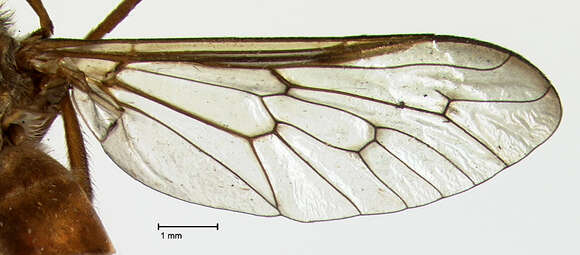 Image of Stenotabanus pompholyx Fairchild 1953