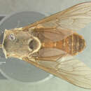 Image of Tabanus polyphemus Fairchild 1958