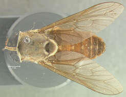 Image of Tabanus polyphemus Fairchild 1958