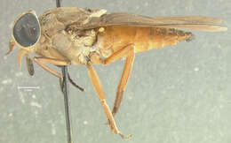 Image of Tabanus polyphemus Fairchild 1958