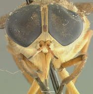 صورة Tabanus polyphemus Fairchild 1958