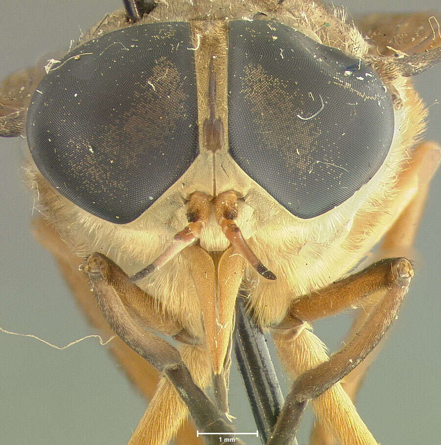 Image of Tabanus polyphemus Fairchild 1958