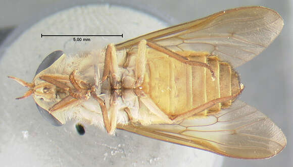 Слика од Stypommisa captiroptera (Krober 1930)