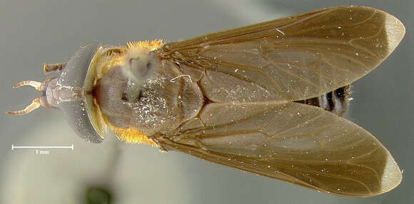 Image of Bolbodimyia brunneipennis Stone 1954