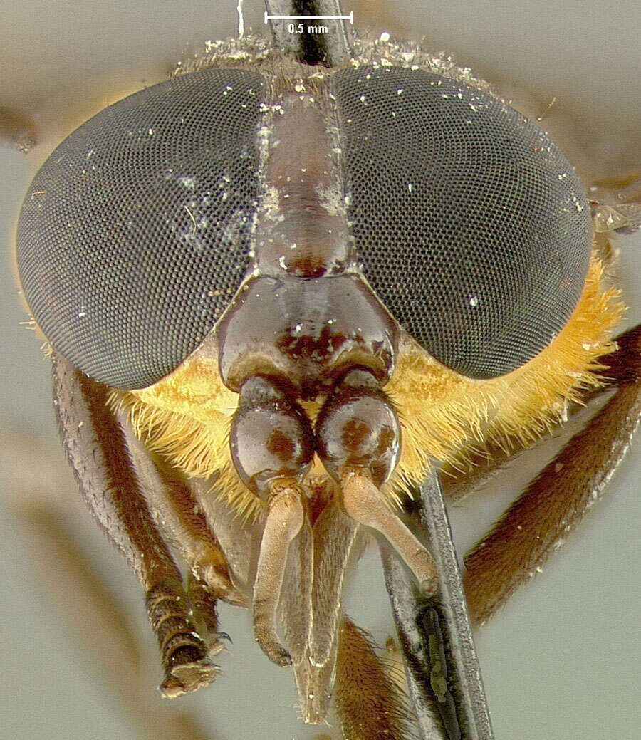 Image of Bolbodimyia brunneipennis Stone 1954