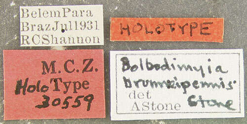 Image of Bolbodimyia brunneipennis Stone 1954