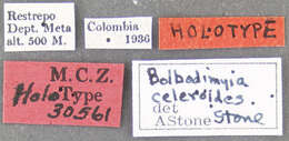 Image of Bolbodimyia celeroides Stone 1954