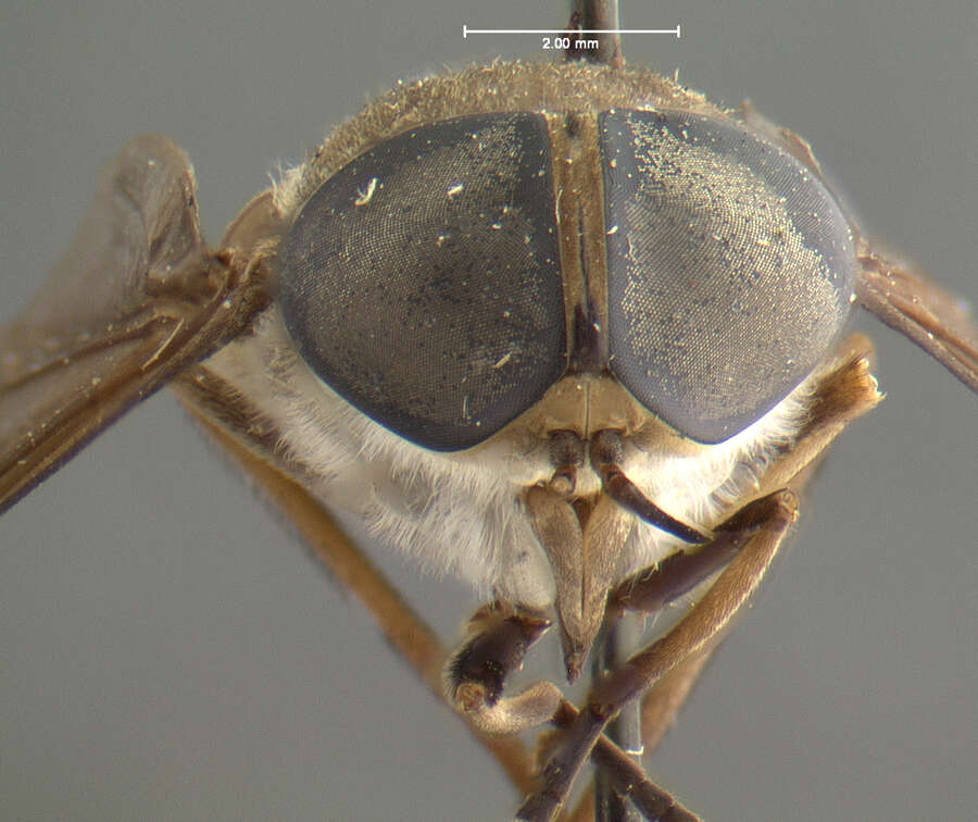 صورة Tabanus principis Bequaert 1930